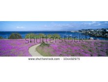 stock-photo-flower-lined-ocean-walk-at-pacific-grove-california-104492975.jpg