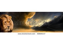 stock-photo-panoramic-style-image-of-a-majestic-male-asiatic-lion-alert-to-the-approaching-storm-clouds-80695147.jpg