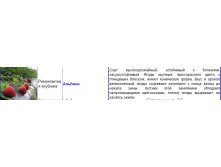 альбион.jpg
