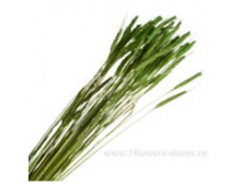 image350 - копия - копия.png