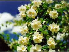 jasmin-dlya-volos.jpg