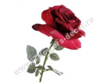 image391.png