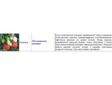 фестивальная ромашка.jpg