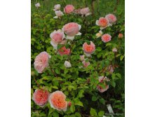  ,Abraham Darby () 3,65.jpg