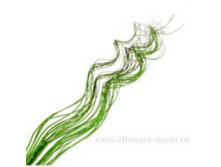 image179 - копия - копия - копия.png