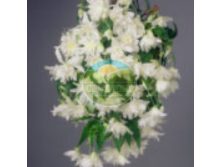 Бегония Снежный Вальс.png