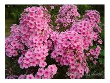 Флокс Мисс Пеппер 66р