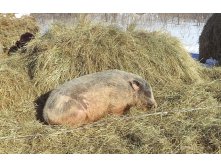 Наше подворье