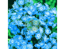 Флокс Катарина.png
