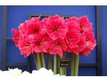 Амариллис Геркулес 322,8р