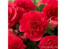 Бегония махровая Скарлетт 86,4р