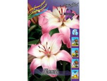 Лилия Леви 5шт 180р