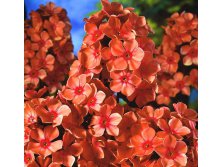 Флокс Оранж Перфекшн 54р
