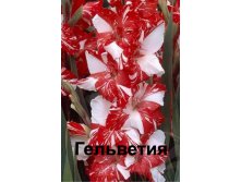 Гладиолус Гельветия 106р.jpg