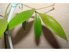 Hoya sp.Haraku