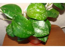 Hoya Macrophylla splash