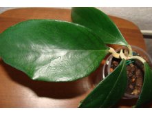 Hoya sp.585 (aff. clemensiorum)