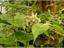 Hoya odorata