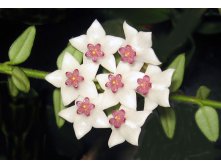 Hoya dickasoniana.jpg