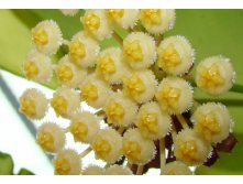 Hoya obscura.jpg