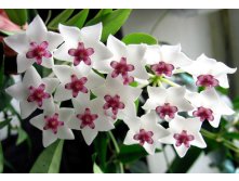 Hoya bella.jpg