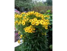 helenium1.jpg