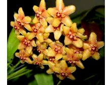 Hoya flavida -   ...