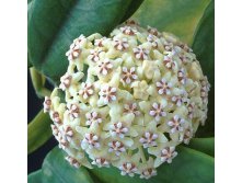 Hoya globulosa.jpg