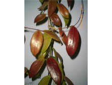 Hoya flavida -     ..