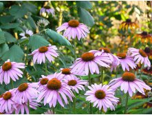 lawn_Echinacea_angustifolia.jpg