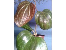 Hoya Macrophylla No1