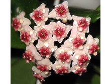 Hoya Obovata-  ....