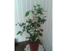 Ficus benjamina Fantasy.jpg