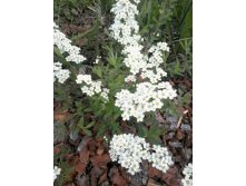 Spiraea cinerea 'Grefsheim