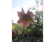 IMG_3203.JPG