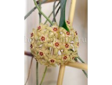 Hoya limoniaca-   ....