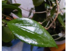 Hoya limoniac-   