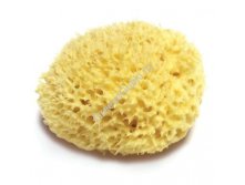 Honeycomb sea sponge