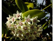 Hoya australis variegate - -   ...