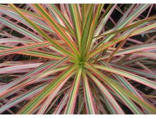   Dracaena Tricolor.jpg