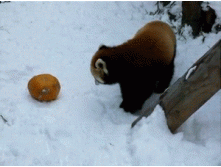 Red-Panda-Playing-WIth-Pumpkin.gif