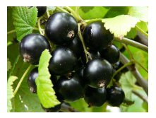 Смородина Черная вуаль