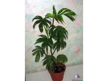   (Monstera tenuis)...    ...