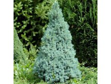     (Picea glauca Sanders Blue