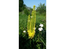 ,  (Eremurus)     2015.06.27 173812.jpg