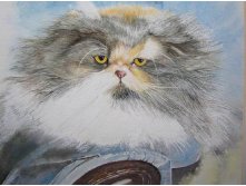 Db Dianne Whitney-Searle- fluffy cat1.jpg