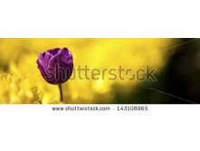 Stock-photo-a-large-field-of-blooming-colorful-tulips-planted-in-rows-143108965.jpg