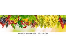 Stock-photo-grapes-in-the-garden-closeup-252381298.jpg