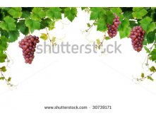 Stock-photo-grapevine-border-isolated-on-white-background-30739171.jpg