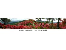 Stock-photo-azalea-mountain-japan-2679644.jpg